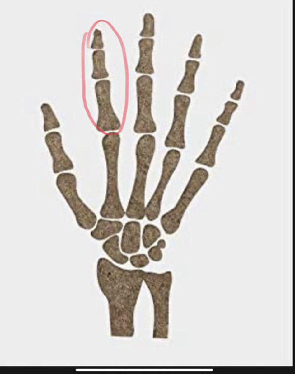 <p>second digit of the hand, second finger, or index finger.... the finger medial to the thumb</p>