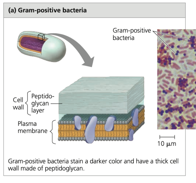 ➔ relatively simple walls composed of a
thick layer of peptidoglycan
➔ stain a darker color (peptidoglycan traps crystal violet)