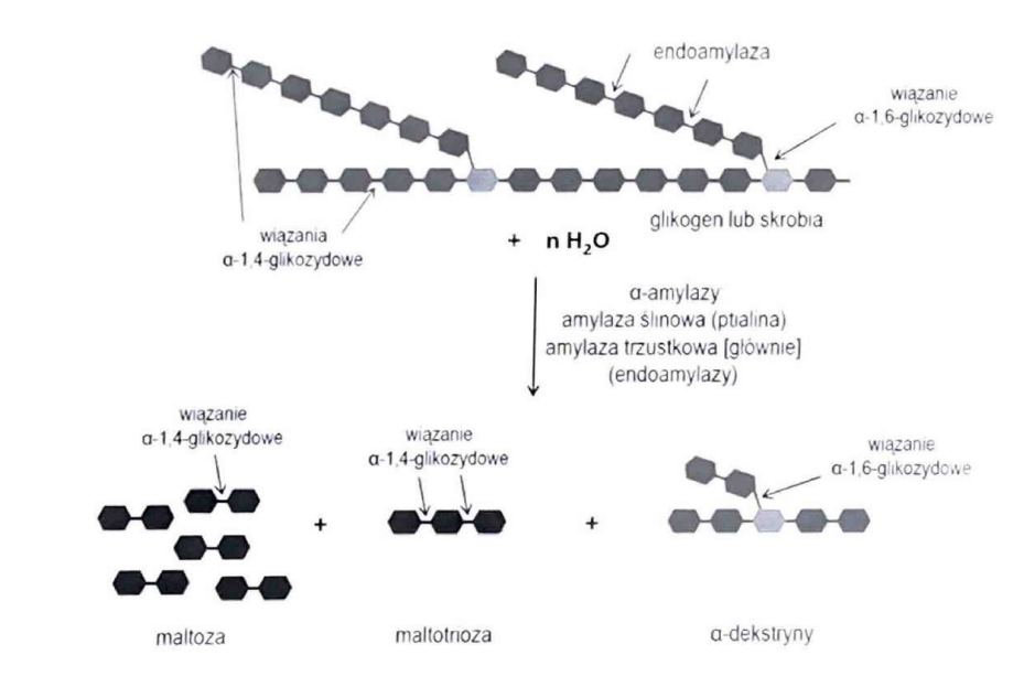 <p>(Hydrolazy)</p><p>Hydroliza skrobi/glikogenu do cukrów prostszych.</p>