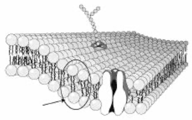 <p>What part of the cell is the arrow pointing to?</p>