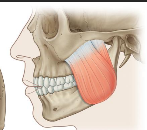 <p>What two muscles are these?</p>