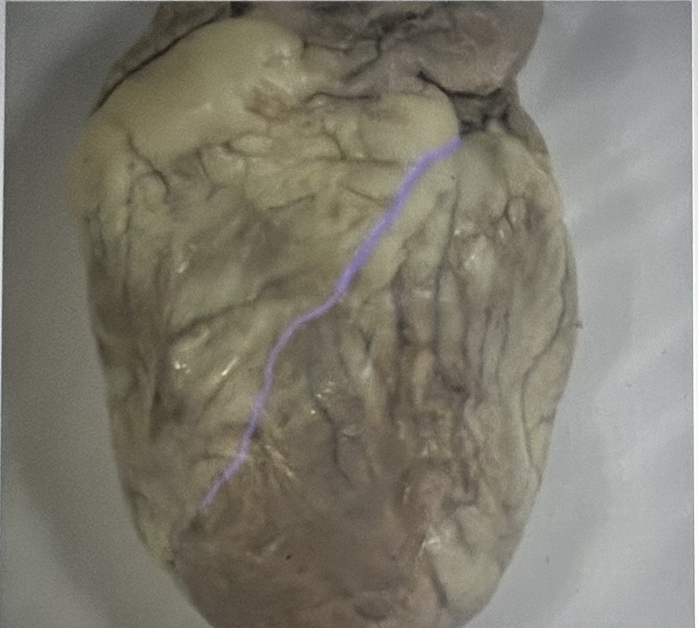 Identify the highlighted sheep heart structure (anterior view) 