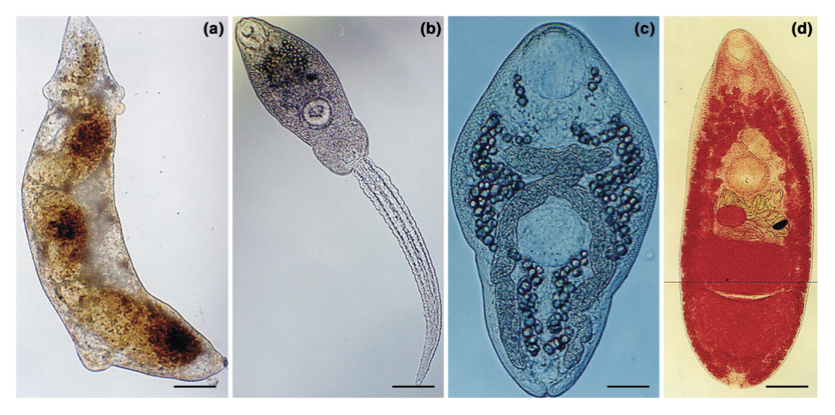 <ul><li><p>DH— carnivorous birds and mammals</p><ul><li><p>hawks, eagles, falcons</p></li></ul></li><li><p>1 IH— aquatic snail</p></li><li><p>2 IH— fish and amphibians</p></li><li><p>cause of recent frog deformities</p><ul><li><p>cercariae attracted to limb bud region in tadpoles</p></li><li><p>cause limb deformities as tadpoles metamorphose</p></li></ul></li></ul><p></p>