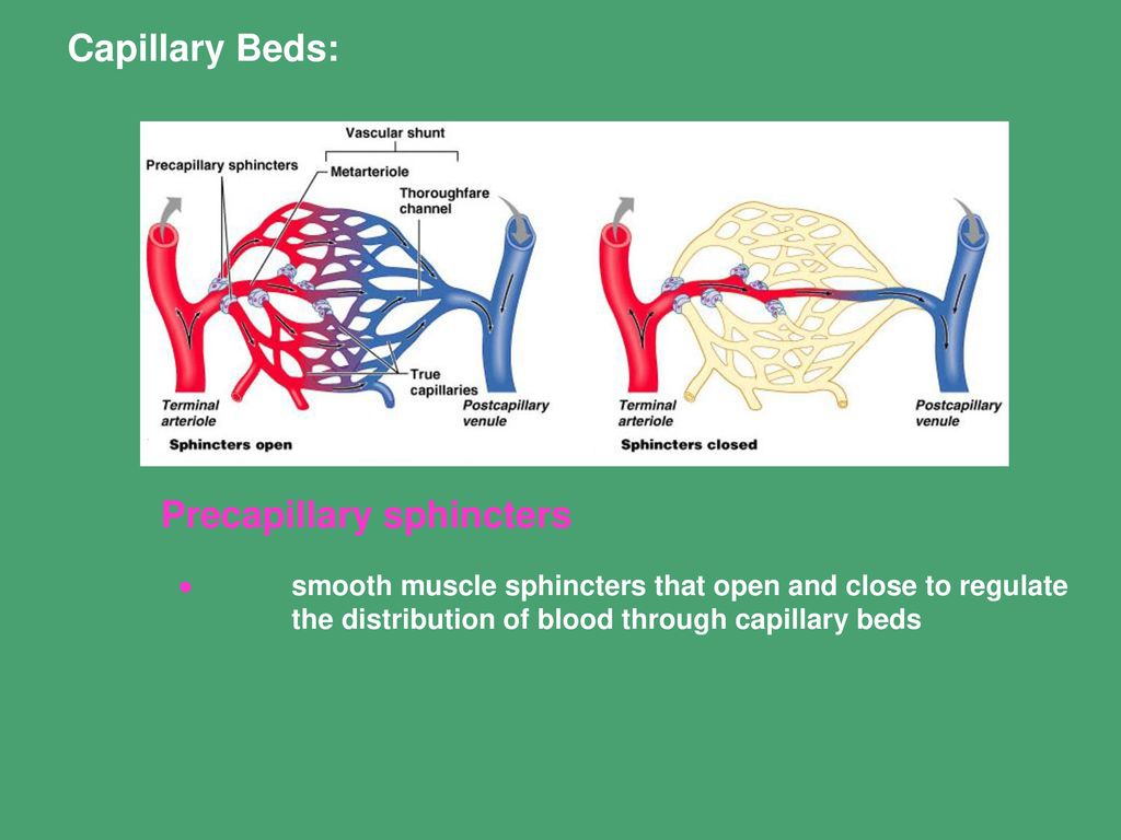 <p><span>What is the function of the precapillary sphincter?</span></p>