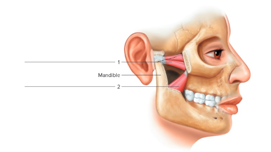 <p>Label the following: muscle of mastication</p>