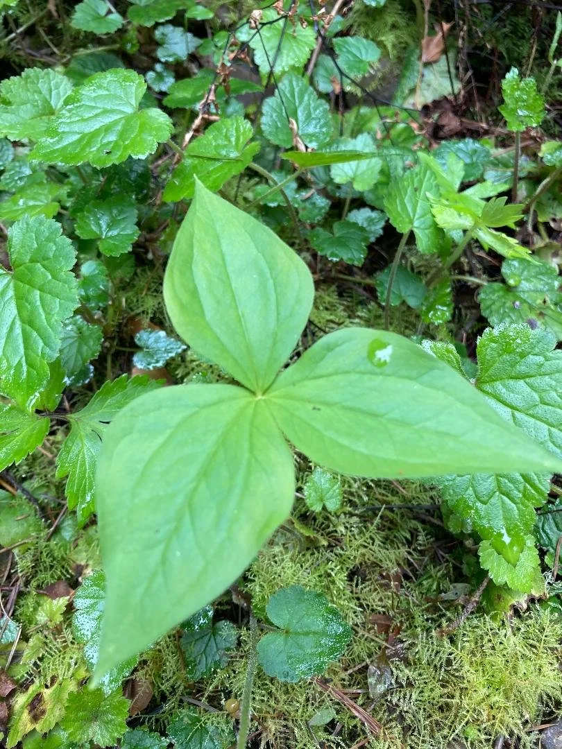 <p>Trillium ovatum</p>