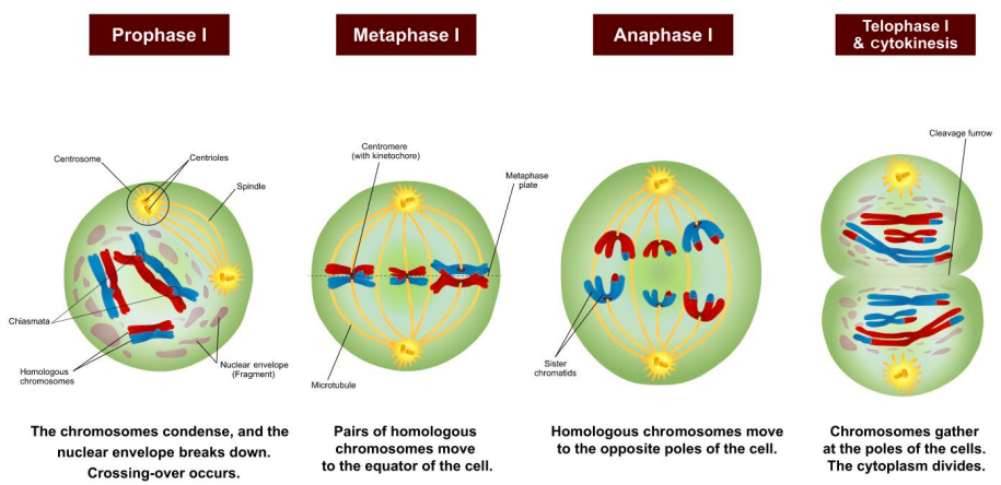 <ul><li><p>prophase 1</p></li><li><p>crossing over occurs </p></li></ul><p><strong>note: only in prophase 1</strong></p>