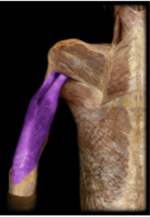 <p>Triceps Brachii - Deep brachial artery and the posterior circumflex humeral artery </p>