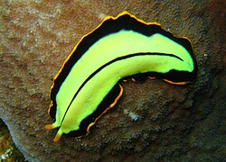 <p>Phylum+Class?</p>