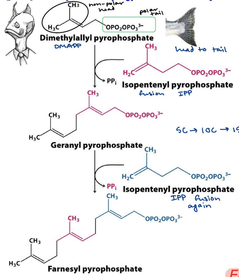 <p>Farnesyl diphosphate synthase</p>