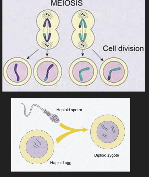 <p>Cell division for gamete production</p><ul><li><p>sex cells require only half the number of chromosomes</p></li><li><p>results in <u>four daughter cells</u></p><ul><li><p>For males: all continue to become sperm</p></li><li><p>For females: one of the four continues to becomes an ovum</p></li></ul></li><li><p>gametes are haploid</p></li><li><p>only one chromosome from each parent is passed on to the offspring</p></li></ul>