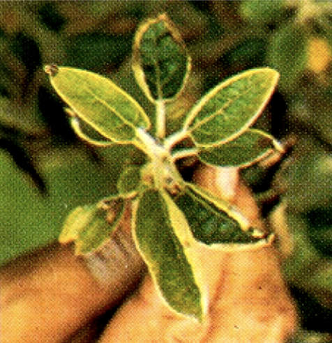 What deficiency do these leaves have? How did you know?