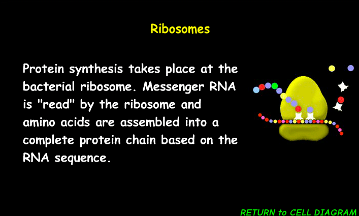 <p><span><span>The main function of ribosomes is </span></span><mark data-color="rgba(0, 0, 0, 0)" style="background-color: rgba(0, 0, 0, 0); color: inherit;">to synthesize proteins by reading genetic information from messenger RNA (mRNA) and linking amino acids together</mark></p>