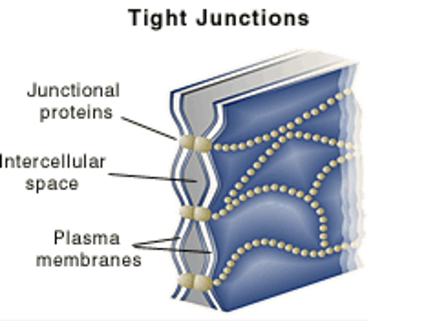 <p>(D) Tight Junctions</p><p>Tight Junctions are waterproof seals. They are common in areas that contain large amounts of water such as the bladder, intestines, and the Kidney.</p>