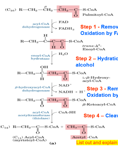 <ol><li><p>alkane- alkene</p></li><li><p>alkene- alcohol</p></li><li><p>alcohol- ketone</p></li><li><p>cut off 2 carbons</p></li></ol><p>RECOGNIZE THE PICTUREEEEEEE</p><p></p>