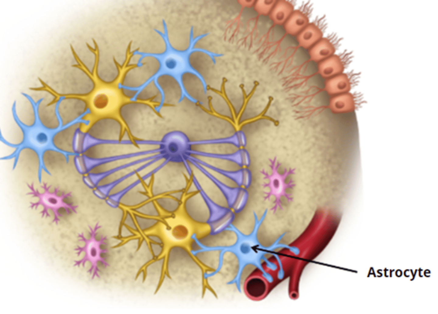 <p>- large star-shaped, many processes</p><p>- they communicate with neurons and blood vessels to maintain the integrity of the neural tissue </p><p>- most abundant glial cell in the CNS</p>