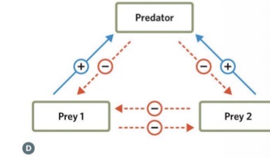 <ul><li><p>Not competition, just appears to be</p></li><li><p>2 species, when both present (example tortoise and mice)</p><ul><li><p>When there are more mice = less tortoises</p></li><li><p>Less mice = more tortoises</p></li></ul></li><li><p>Not because of shared food resource</p></li><li><p>Explanation is because of predator</p><ul><li><p>Lots of tortoises = lots of predator (because they have food to eat) = but now these predators will not just prey on the tortoises but on the mice too = less mice</p></li></ul></li><li><p>abundance of one species is attracting a predator and that predator is also feasting on another species</p></li></ul><p></p>