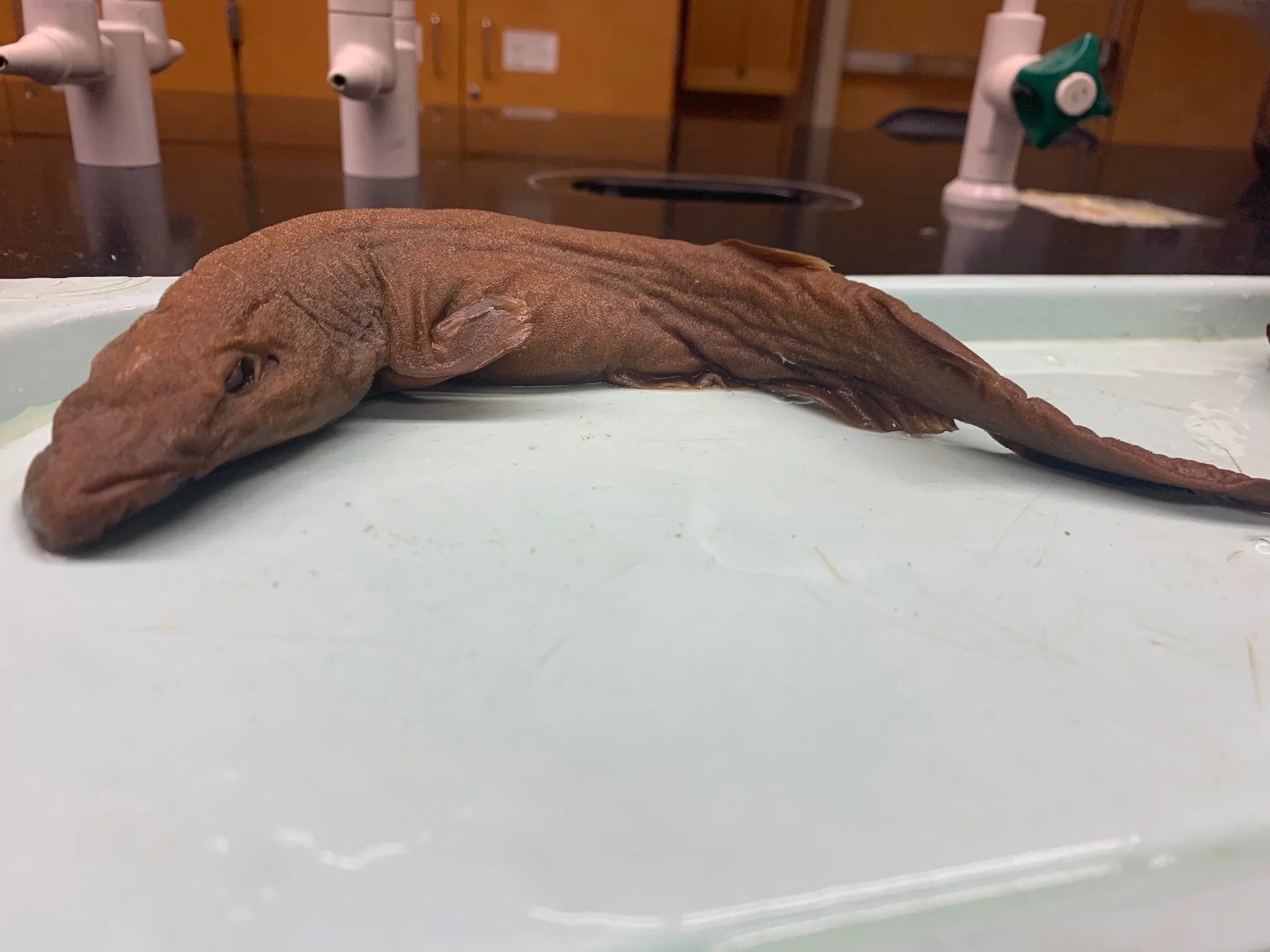 <p>What fish is this?</p>