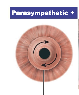 <p>sphincter pupillae muscle contracts:</p>