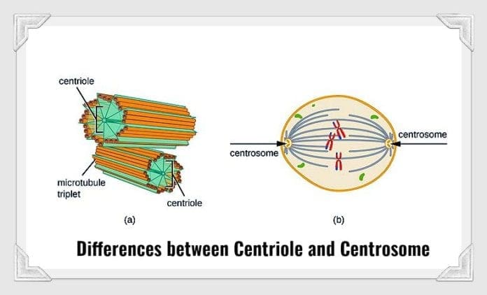 <p><strong>Centrosome &amp; Centrioles</strong></p><p><strong>(animal cells)</strong></p>