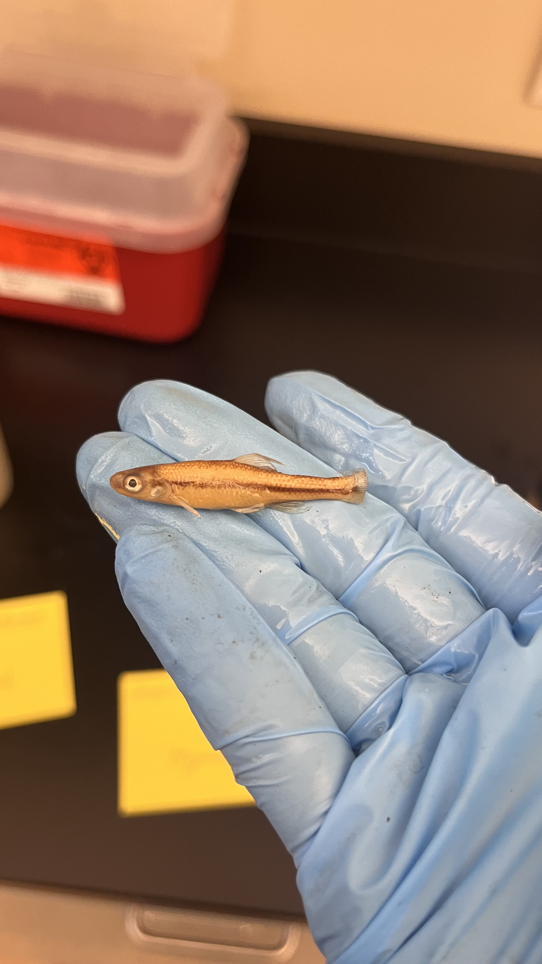 <p>Pugnose Minnow</p>