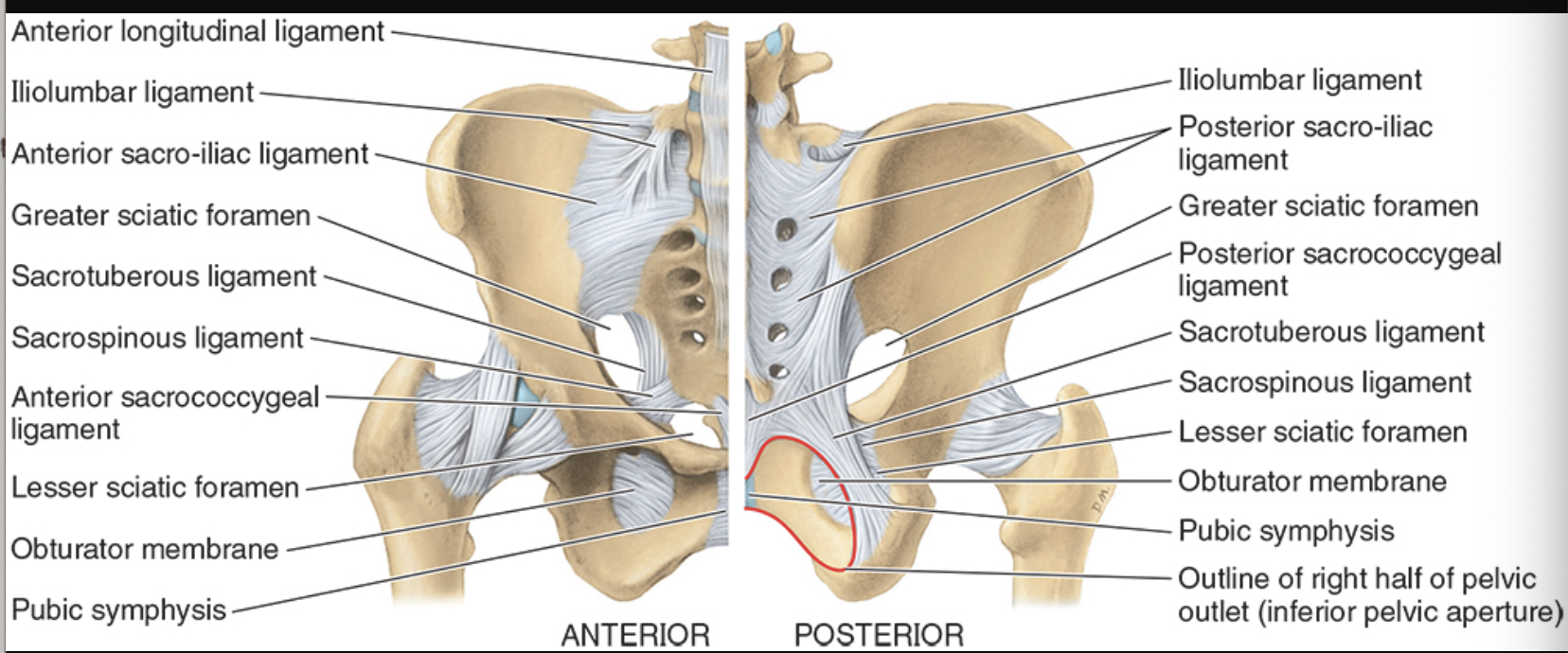 <ul><li><p>thin band that extends from anterior surface of the sacrum to the medial aspect of iliac fossa to ilium</p></li><li><p>strengthens joint anteriorly</p></li></ul><p></p>