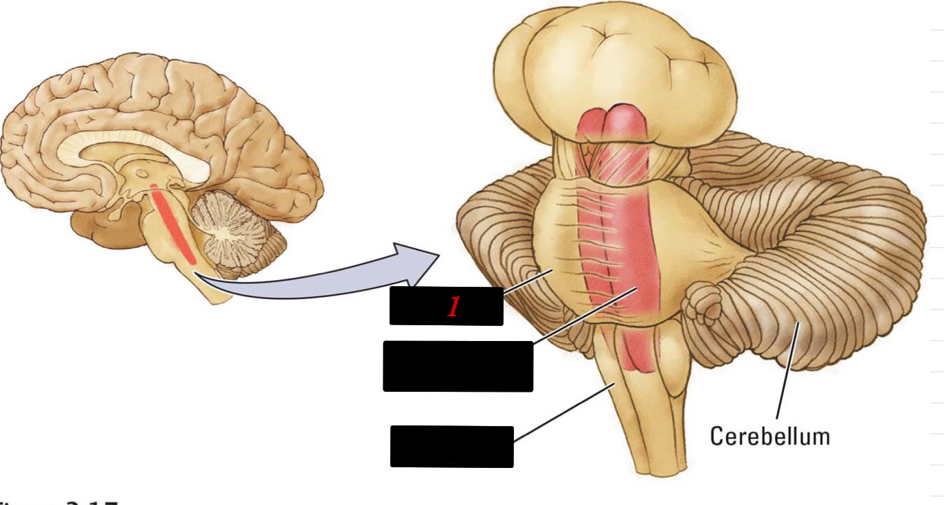 “bridge” to the cerebellum 