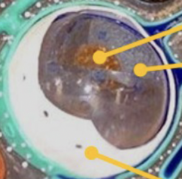 <p>Name the organelle (Plant Cell)</p>