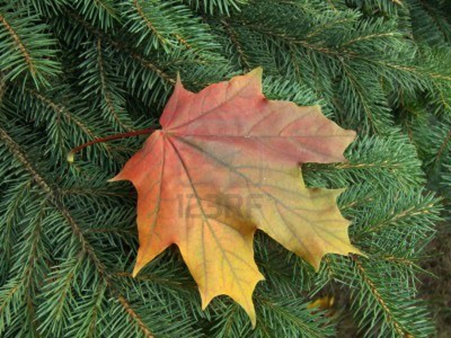 <p>1. Cellene i bladet sørger for det meste av fotosyntesen --> bidrar til å skaffe E til resten av planten</p><p>2. Bladene har systematiske trekk, men kan variere mye i str. og form</p><p>- Fleste har bladplate + bladstilk</p><p>- Ulik tykkelse, farge, struktur, nerver (ledningsvev)</p><p>- Variasjoner forteller mye om plantenes tilpasninger (til voksested + klima)</p><p>- Trenges lys + vann + CO2 (drive fotosyntese + slippe ut O2) --> posisjoneres slik at de får nok lys</p><p>- Bladene til karplantene får tilført vann fra rora gjennom ledningsvevet</p>