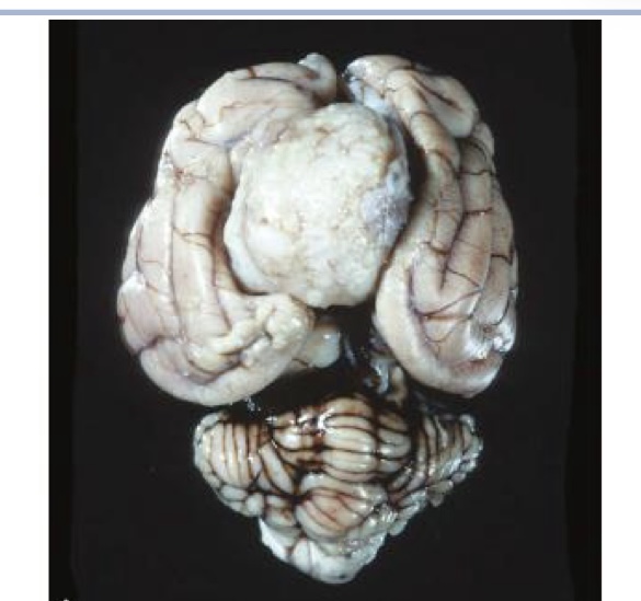 <p>what is this?</p>
