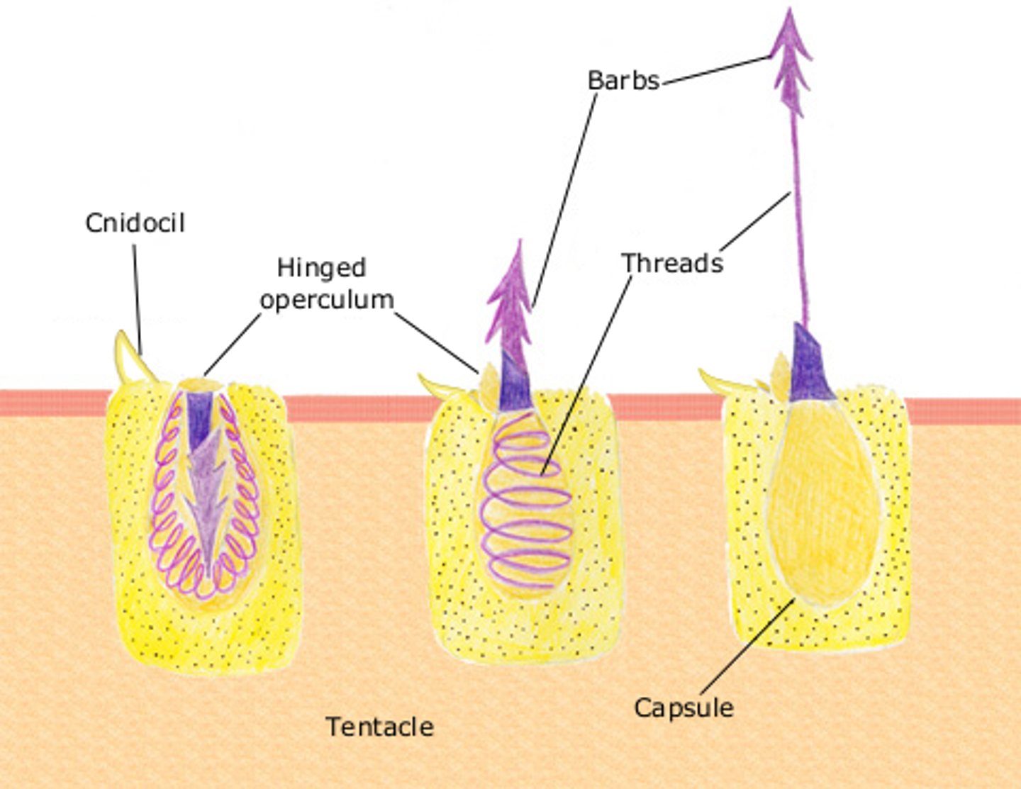<p>Nematocyst - Skjuter ut trådar som en harpun, kan ha gifter i. Har cilie.</p><p>Spirocyter - Koralldjur. Saknar cilier.</p><p>Ptychocyter - Vissa havsanemoner. Har cilier.</p>