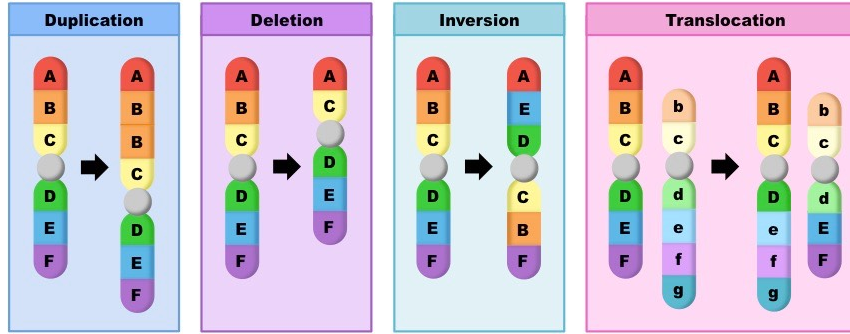 <p>chromosomal mutation</p>