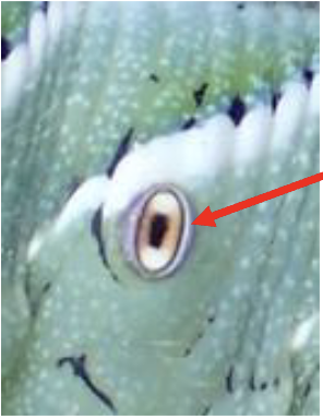 <p>Tracheole</p>
