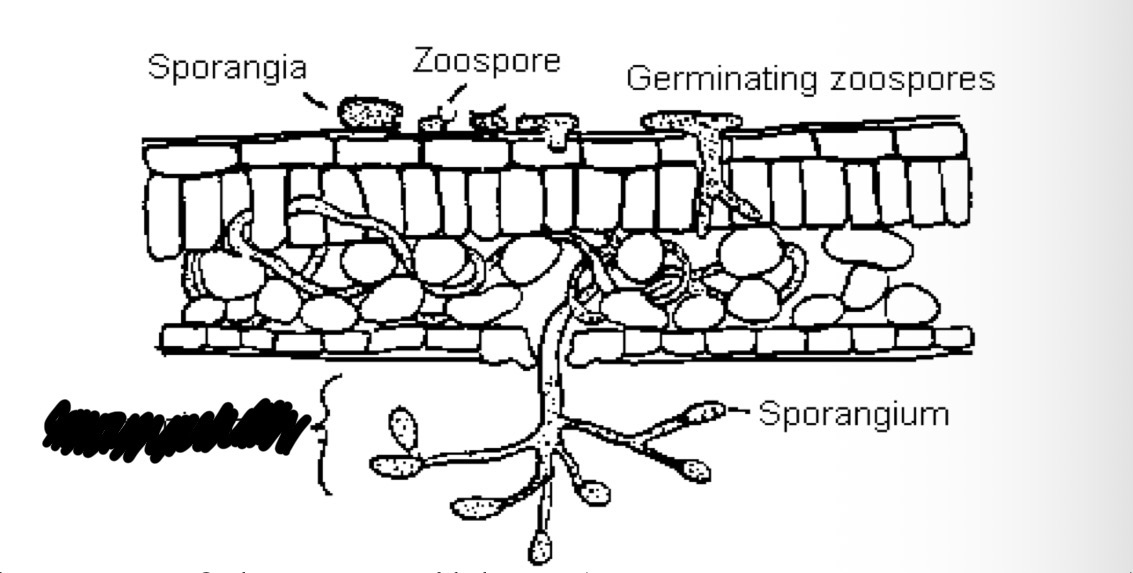 <p>What is the structure which cover the surface of downy mildew infected leaves of plants (term covered in the photo) called?</p>