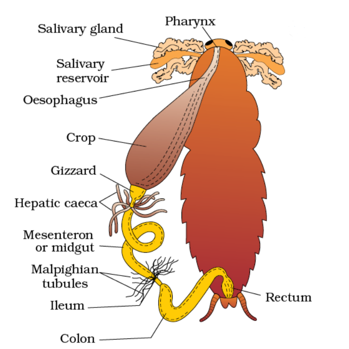 • Foregut: Ectodermal
Mouth to gizzard
cuticle present in the inner side of the foregut
six cuticular teeth for grinding the food
gizzard: circular muscle; thick-walled; upper part (grinding); lower part (filtration).
cuticle hairs in the posterior part of the gizzard called sieve
• Mid gut: Endodermal
stomodial valve: gizzard to mesenteron
muscular; 6-8 tubular and small blind tubules called hepatic caeca.
digestive juices secretion.
• Hind gut: Ectodermal (broader than mid gut)
Malpighian tubules (100-150)
ileum: cuticle bears spines to break the peritrophic membrane
colon: longest and broadest part
rectum: 6 folds rectal papillae
anus: end of 10th abdominal segment