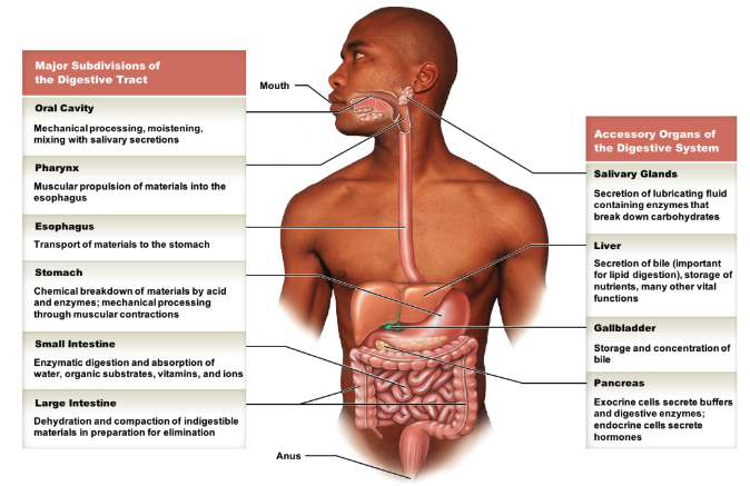 * main GI tract parts
  * oral cavity
  * pharynx
  * esophagus
  * stomach
  * small intestine
  * large intestine
* accessory parts
  * salivary glands
  * liver
  * gallbladder
  * pancreas