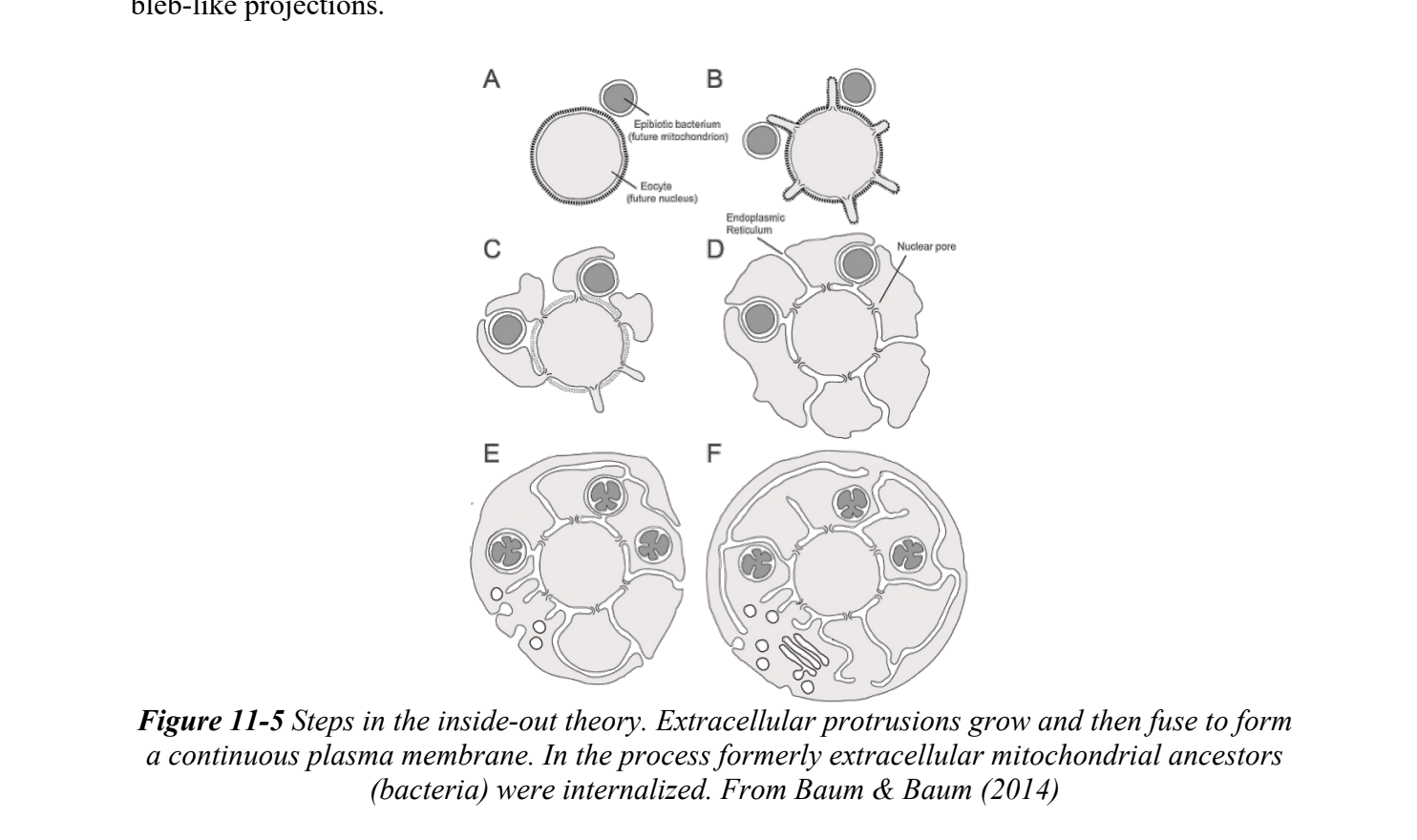 <p>a theory for development of eukaryotic internal compartments that suggests that the outer plasma membrane of a prokaryotic ancestor was pushed outward and ultimately fused to create the cytoplasm and plasma membrane of eukaryotes</p>