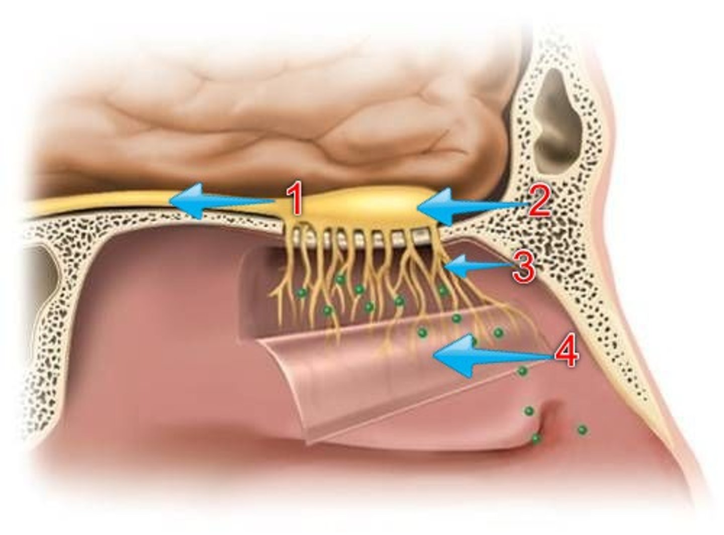 <p>covers the upper region of the nasal cavity. It holds chemoreceptors that are connected to nerve endings from the olfactory bulb. (3)</p>