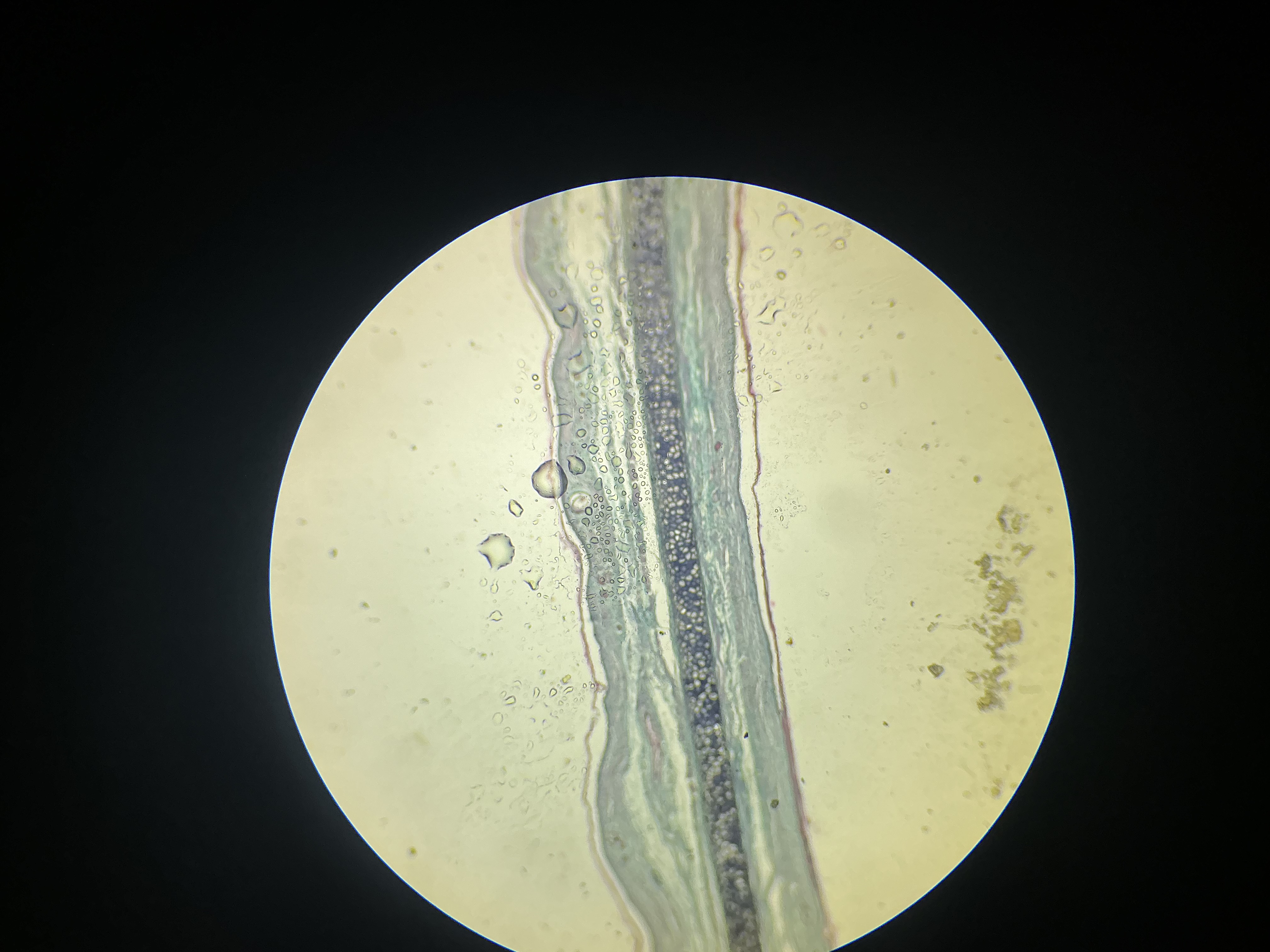 <p>what tissue is this?</p>