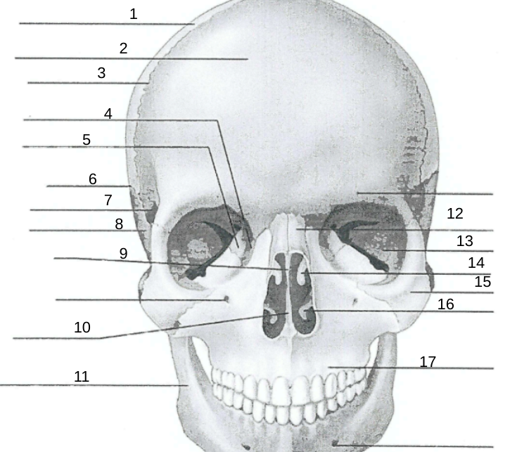 <p>11</p>