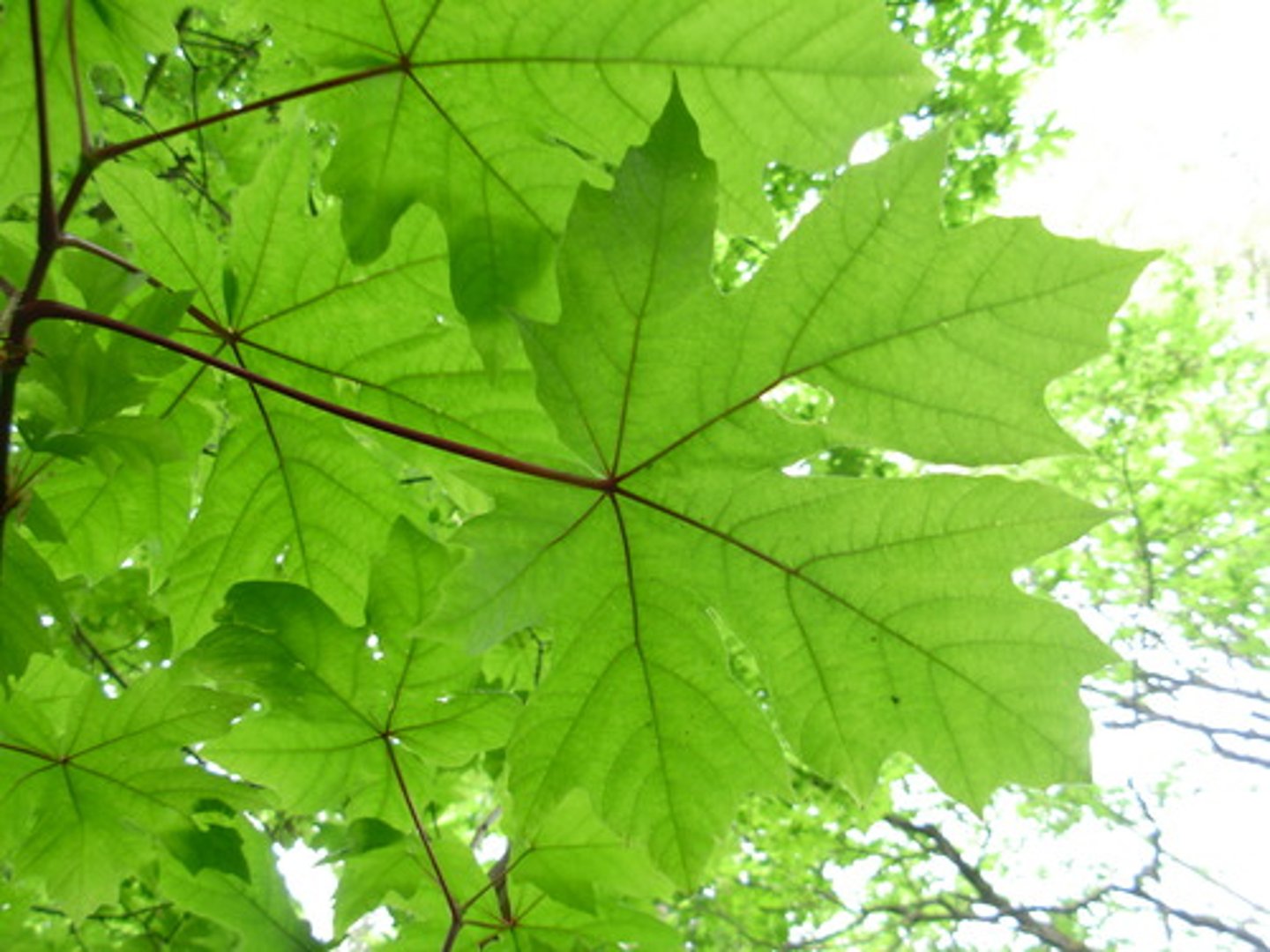<p>acer macrophyllum, sapindaceae</p>