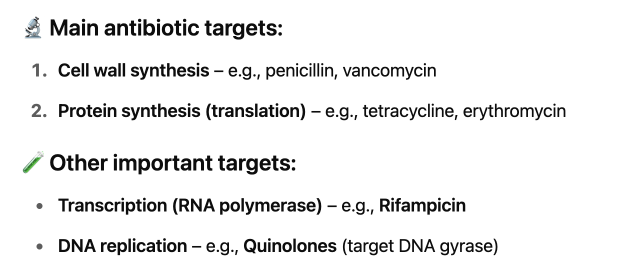 <p>1. cell wall</p><p>2. ribosomes (translation)</p><p></p><p>ALSO: </p><p>transcription initiation —> Rifampcin</p><p></p>
