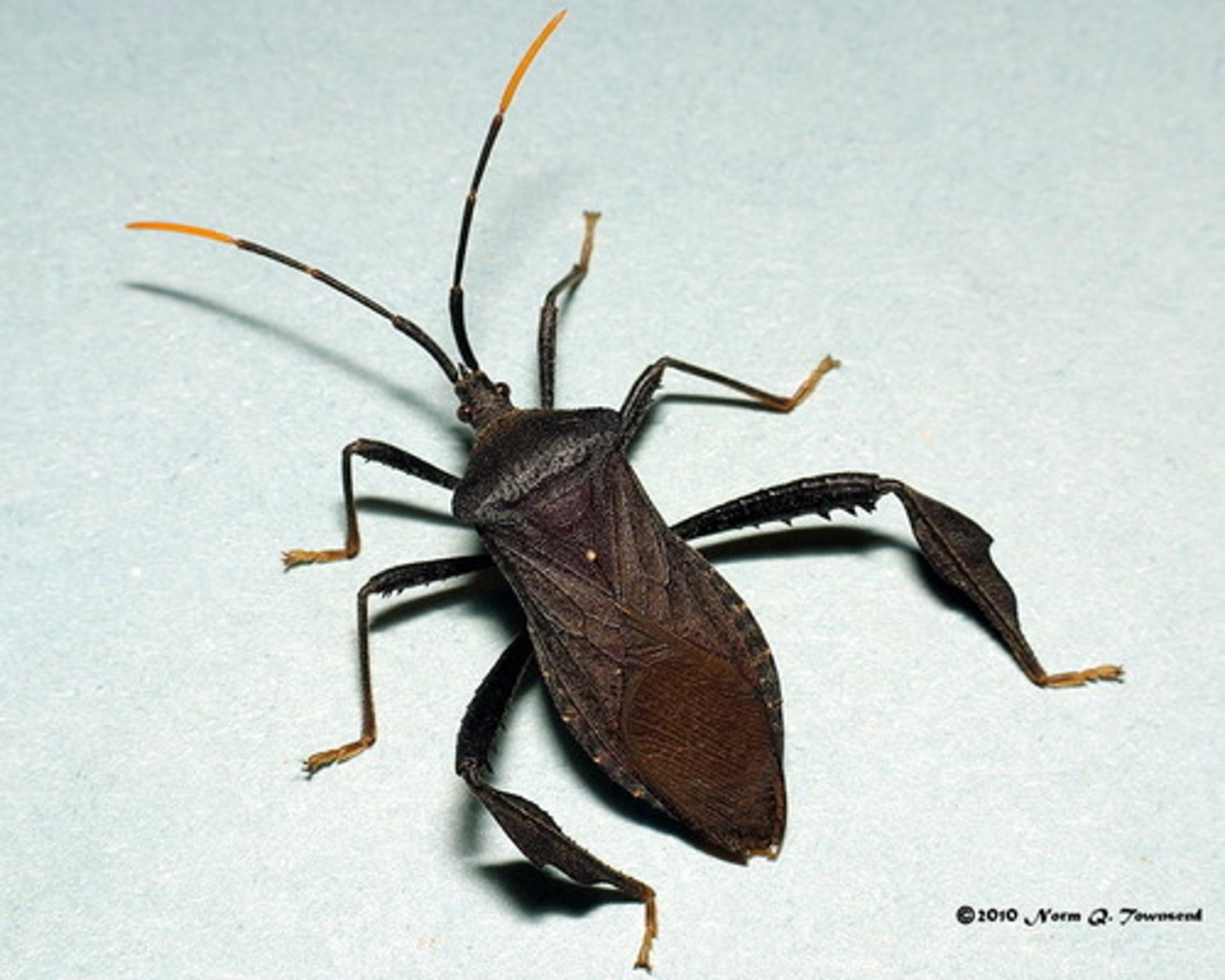 <p>antenna 4-segmented • ocelli present • beak 4-segmented • membrane with many veins • tarsi 3-segmented • head narrower than and often shorter than the pronotum</p><p>metatibiae in some have leaf-like expansions (e.g., Acanthocephala, Leptoglossus); in some (e.g., Chariesterus) antenna similarly expanded</p>