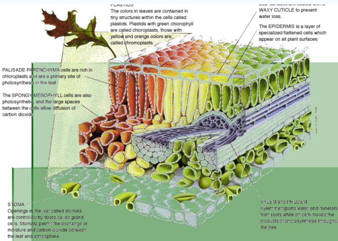 <ol><li><p>cuticle</p></li><li><p>epidermis</p></li><li><p>plastids</p></li><li><p>mesophyll</p><ol><li><p>palisades</p></li><li><p>spongy</p></li></ol></li><li><p>veins</p><ol><li><p>xylem</p></li><li><p>phloem</p></li></ol></li><li><p>stomates</p></li><li><p>guard cells</p></li></ol><p></p>