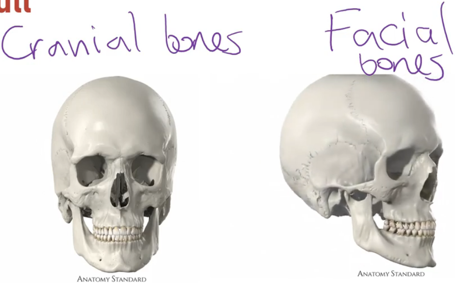<p>Divided into:</p><ol><li><p><strong>Cranial bones</strong>:</p></li></ol><ul><li><p>Make up the cavity (walls and roof) where the <strong>brain</strong> sits</p></li></ul><ol start="2"><li><p><strong>Facial bones</strong>:</p></li></ol><ul><li><p>All other bones that do <strong>not</strong> contribute to the cranial cavity (mostly face area)</p></li></ul><p>Example:</p><ul><li><p><strong>Mandible</strong>: The lower jawbone (a facial bone)</p></li></ul><p></p>