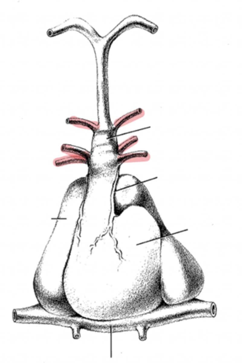 <p>what are these?</p>