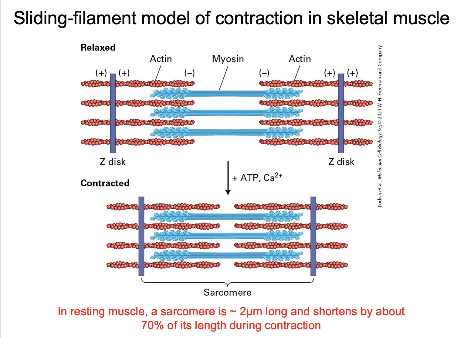<p><span>Myosin pulls actin toward the centre, shortening the sarcomere</span></p>