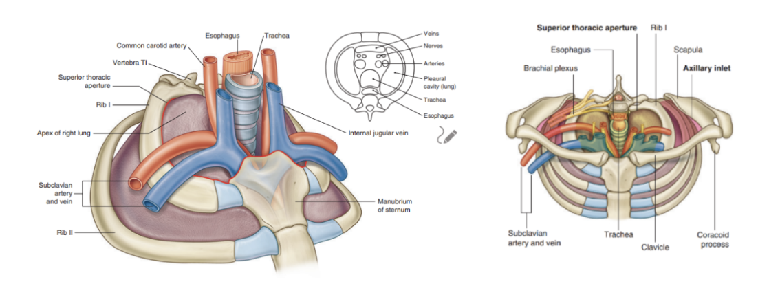 <ul><li><p>Heart</p></li><li><p>Lungs (pleural cavities)</p></li><li><p>Nerves</p></li><li><p>Arteries —</p><ul><li><p>Left &amp; right subclavian arteries —</p><ul><li><p>Branching of the vertebral artery (within cervical area — passes through foramen magnum &amp; in upper limb)</p></li><li><p>Supplies the trunk, spinal cord, head, brain, meninges, &amp; upper limb</p></li></ul></li><li><p>Brachiocephalic trunk</p></li><li><p>Left &amp; right common carotid arteries</p><ul><li><p>Fundamental to supply the head &amp; brain</p></li></ul></li></ul></li><li><p>Veins —</p><ul><li><p>Left &amp; right brachiocephalic veins —</p><ul><li><p>Origin of internal jugular veins that drain the skull, brain, face, &amp; neck</p></li></ul></li><li><p>Left &amp; right subclavian veins —</p><ul><li><p>Origin of the external jugular veins that drain the face, scalp, and neck</p></li></ul></li></ul></li><li><p>Posteriorly to the veins &amp; arteries, we find the esophagus &amp; trachea</p></li></ul>