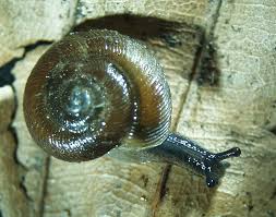 <p>Discus ruderatus, napakotilo</p>