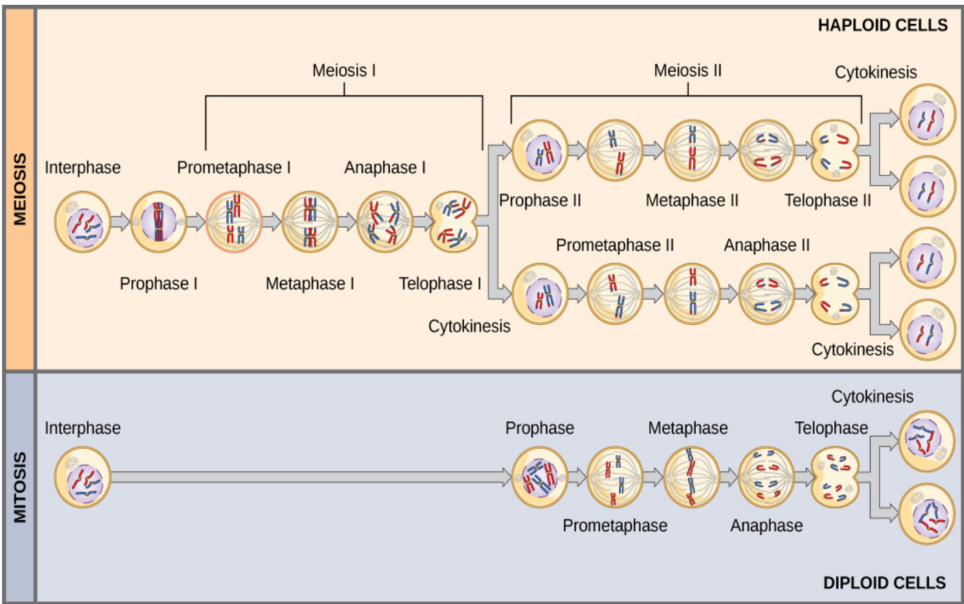 <ul><li><p>Both processes divide the nucleus in eukaryotic cells</p></li><li><p class="p1">Mitosis is a single division; meiosis has two</p></li><li><p class="p1">Homologous chromosomes pair to form tetrads in meiosis but not in mitosis</p></li><li><p class="p1">In meiosis, crossing over between sister chromatids and random assortment of chromosomes in anaphase I create genetic variation – mitosis produces genetically identical clones</p></li><li><p class="p1">Meiosis reduces ploidy (2n → 1n), mitosis does not</p></li></ul><ul><li><p><strong>Mitosis</strong>:</p><ul><li><p>Produces two genetically identical diploid cells.</p></li><li><p>2 # of daughter cells</p></li><li><p>somatic cells (body cells)</p></li><li><p>is a singular division</p></li><li><p>growth, repair, development</p></li></ul></li><li><p><strong>Meiosis</strong>:</p><ul><li><p>Results in four genetically distinct haploid cells; involves crossover and independent assortment during Meiosis I.</p></li><li><p>two rounds of division</p></li><li><p>4 # of daughter cells</p></li><li><p>germline cells</p></li><li><p>produce gametes cells (sperm and eggs)</p></li></ul></li></ul><p></p>